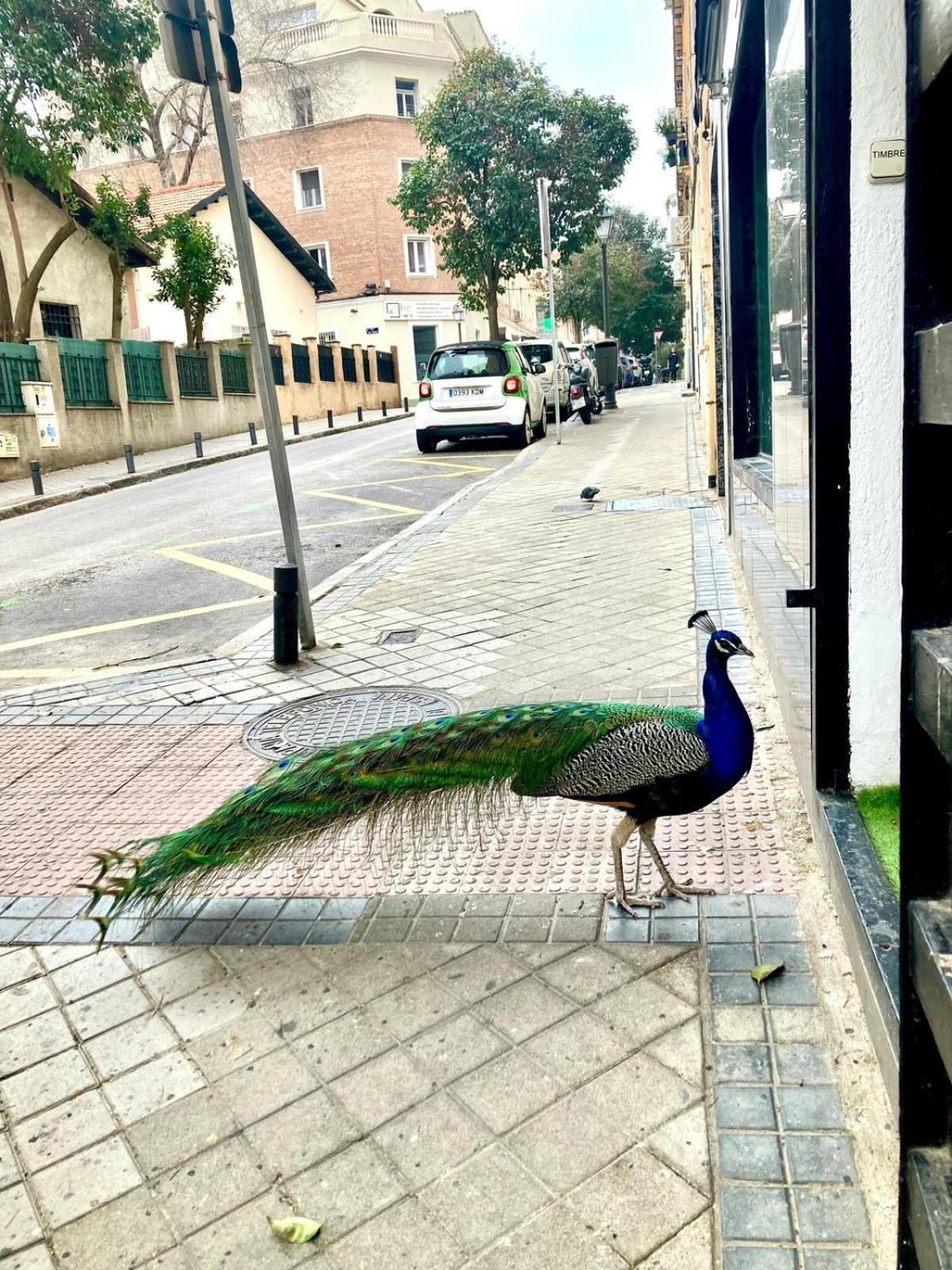 Apartamento Cerca Wizink Center Movistar Arena Y Plaza Toros Las Ventas En Barrio De Salamanca Madrid Esterno foto